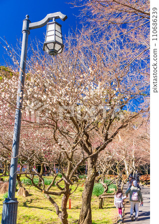 (Shizuoka Prefecture) Families visiting Atami Plum Garden and Plum Festival (Shizuoka Prefecture) Families visiting Atami Plum Garden and Plum Festival 110686239