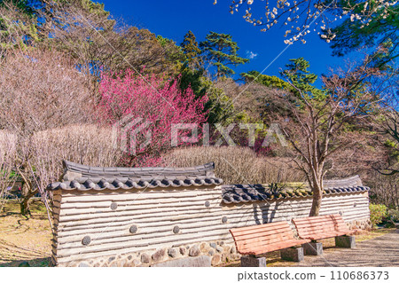 (Shizuoka Prefecture) Atami plum garden/Korean garden plums 110686373