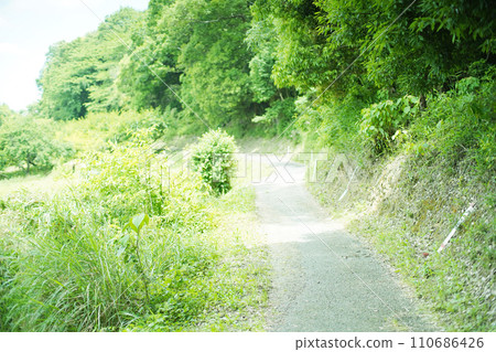A narrow path in the forest surrounded by greenery, shot with an old lens 110686426