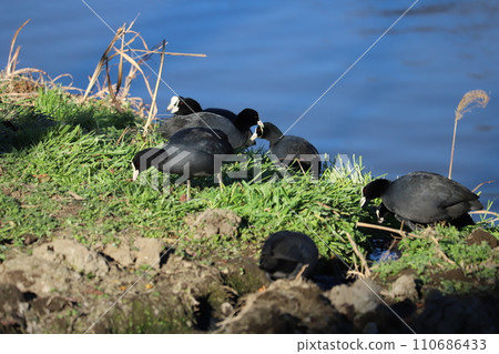 A flock of coots eating grass sprouts on the riverbed in winter A flock of coots eating grass sprouts on the riverbed in winter 110686433