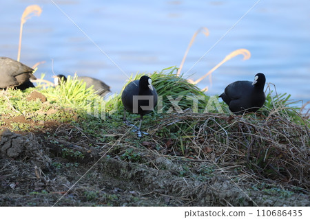 冬天，一群白骨雞在河床上吃草芽 110686435