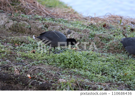 冬天，一群白骨雞在河床上吃草芽 110686436