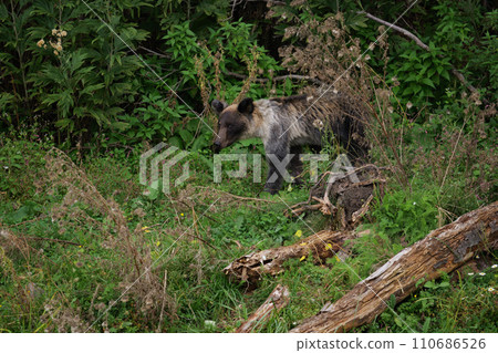 Hokkaido wild brown bear Hokkaido wild brown bear 110686526