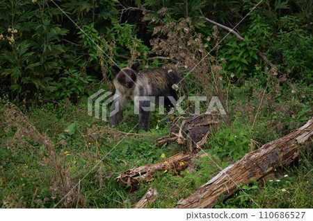 Hokkaido wild brown bear 110686527