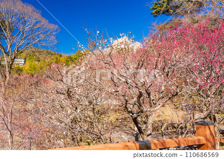 (Shizuoka Prefecture) Atami Plum Garden Plum Festival - Red and white plums at their peak blooming season 110686569