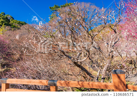 （靜岡縣）熱海梅園梅花節 - 紅梅和白梅的盛開期 110686571