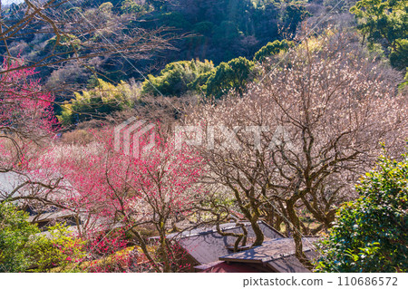 （靜岡縣）熱海梅園梅花節 - 紅梅和白梅的盛開期 110686572