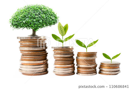 Tree plumule leaf on save money stack coins, Business finance saving banking investment concept. Tree plumule leaf on save money stack coins, Business finance saving banking investment concept. 110686841