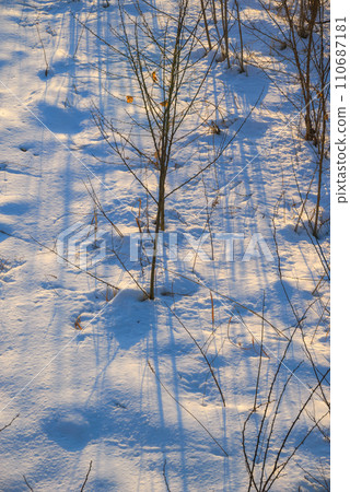 [Matsukawa] The shadow of a tree stretching across the snowy field [Hakuba Village, Kitaazumi District] 110687181