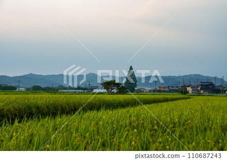靜岡縣掛川市細谷天龍濱名湖鐵道及沿線風景 靜岡縣掛川市細谷天龍濱名湖鐵道及沿線風景 110687243