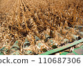 Aerial Agriculture. Wheat harvesting in the autumn. 110687306