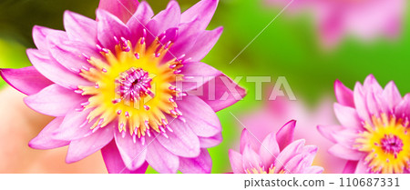 Lotus flower blossom. Red blooming lotus at a pond. 110687331