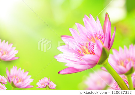 Lotus flower blossom or water lily flower in green water. Lotus flower blossom or water lily flower in green water. 110687332