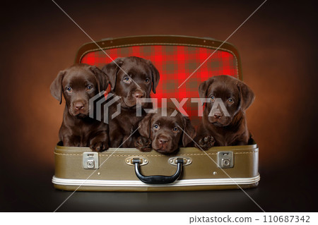 Four puppies of chocolate labrador retriever are sitting in vintage suitcase. Vacation or relocation with pets animals concept. Four puppies of chocolate labrador retriever are sitting in vintage suitcase. Vacation or relocation with pets animals concept. 110687342