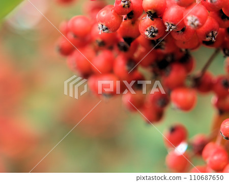 12 月，Cotoneaster Coriaceus 的紅色漿果成熟 110687650