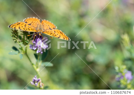 Orange butterfly Nymphalidae Melitaea in a spring meadow. 110687674
