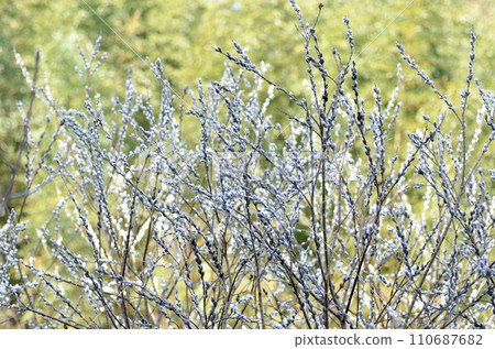 Pussy willow in the shade with sunlight in the background 110687682