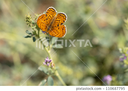 Orange butterfly Nymphalidae Melitaea in a spring meadow. 110687795