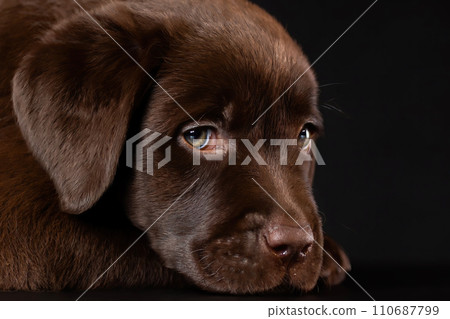 Smart eyes of best friend. Studio close up portrait of chocolate labrador retriever puppy dog on black background. Smart eyes of best friend. Studio close up portrait of chocolate labrador retriever puppy dog on black background. 110687799