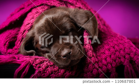 Portrait of sleeping chocolate labrador retriever puppy. Sweet 110687801