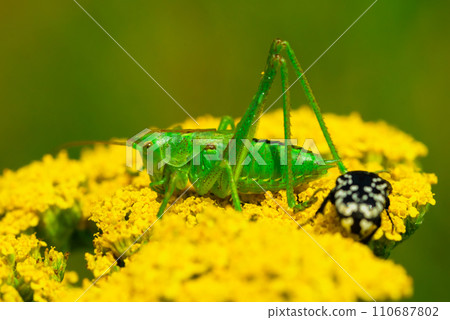 Polysarcus denticauda on a yellow flower, detail of a large green rare grasshopper Polysarcus denticauda on a yellow flower, detail of a large green rare grasshopper 110687802