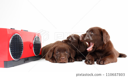 Sandman. Three little dogs - cute chocolate Labrador retriever puppies listen to a bedtime story or music from a vintage tape recorder. Isolated on white background Sandman. Three little dogs - cute chocolate Labrador retriever puppies listen to a bedtime story or music from a vintage tape recorder. Isolated on white background 110687803