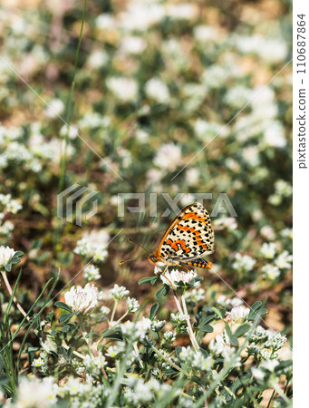Orange checkered butterfly Melitaea interrupta on a white clover flower 110687864