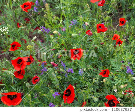 Flowers Red poppies bloom on a wild field. Beautiful field red poppies with selective focus. 110687927