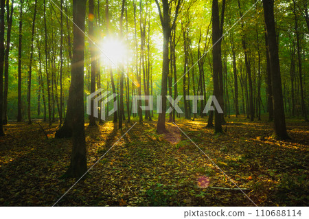 Sunshine in a green forest, October in eastern Poland 110688114