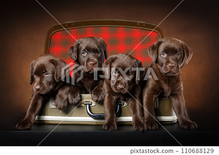 Four puppies of chocolate labrador retriever are sitting in vintage suitcase and try to escape. Travel, vacation, relocation with pets animals  concept. 110688129