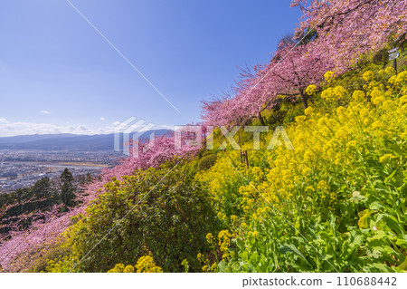 松田町的春天風景 - 從山頂看春天的花朵和腳下的街景【神奈川縣】 松田町的春天風景 - 從山頂看春天的花朵和腳下的街景【神奈川縣】 110688442