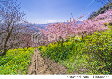 Spring scenery of Matsuda Town Spring flowers spreading on the mountain slope [Kanagawa Prefecture] 110688446