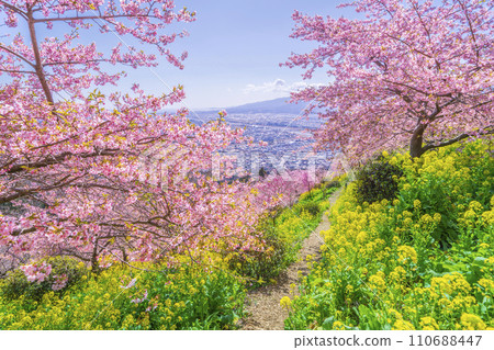 Spring scenery of Matsuda Town - Spring flowers and townscape at the foot seen from the top of the hill [Kanagawa Prefecture] 110688447