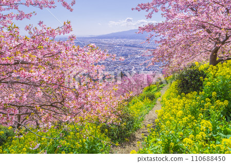 The Ashigara Plain that can be seen after walking along the path of Kawazu cherry blossoms and rape blossoms blooming on the hill [Matsuda Town, Kanagawa Prefecture] 110688450