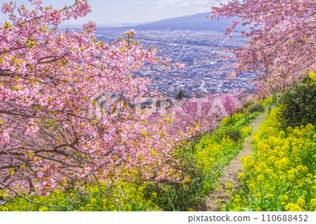 春天的松田町,透過河津櫻花和油菜花看到的足柄平原【神奈川縣】 春天的松田町,透過河津櫻花和油菜花看到的足柄平原【神奈川縣】 110688452
