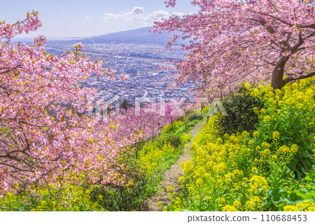 春天的松田町,透過河津櫻花和油菜花看到的足柄平原【神奈川縣】 春天的松田町,透過河津櫻花和油菜花看到的足柄平原【神奈川縣】 110688453