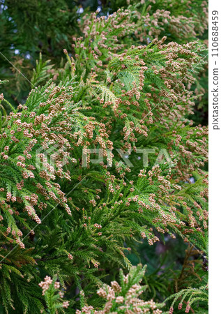 花粉病雪松花粉雪松鮮花 110688459