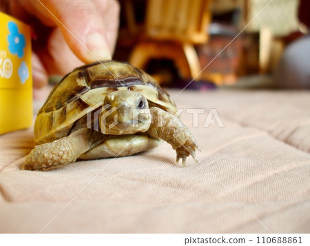 palm-sized turtle 110688861