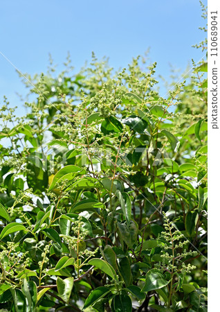 Tree/Mouse Moth Oleaceae Tree/Mouse Moth Oleaceae 110689041