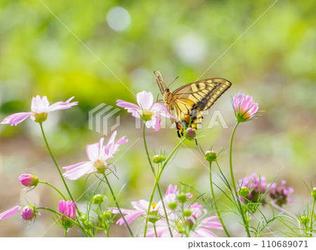 Cosmos and beard Cosmos and beard 110689071