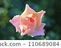 Beautiful pink rose background 110689084
