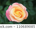 Beautiful multicolored rose (Mona Lisa) 110689085