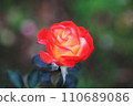 Red rose with colorful background (Charleston) 110689086
