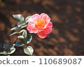Beautiful pink rose background (fanfare) 110689087