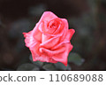 Beautiful salmon pink rose (Montparnasse) 110689088