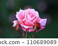Autumn roses that shine in the greenery (Gene Burner) 110689089