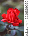 Beautiful red rose background (Fidelio) 110689090
