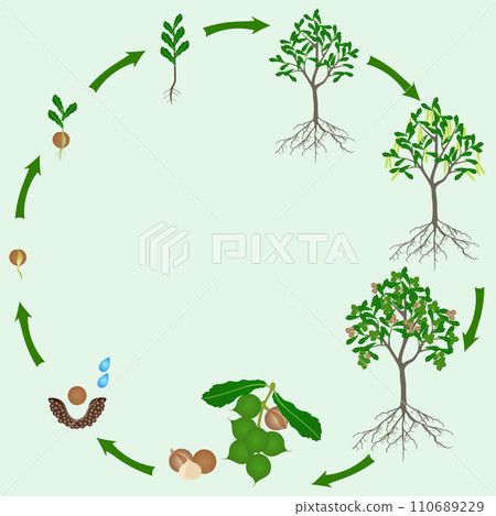 Life cycle of macadamia tree on a green background. Life cycle of macadamia tree on a green background. 110689229