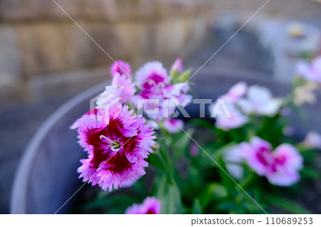 種植在花盆裡的三色堇 種植在花盆裡的三色堇 110689253