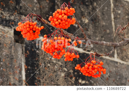 冬天的紅羅文莓 冬天的紅羅文莓 110689722